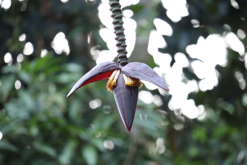 Fruit-bearing Plants
